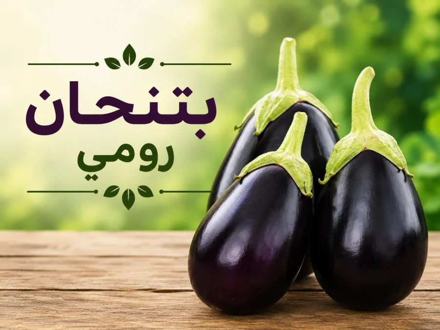 بتنجان رومي